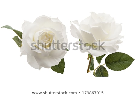 Foto stock: White Rose Bud