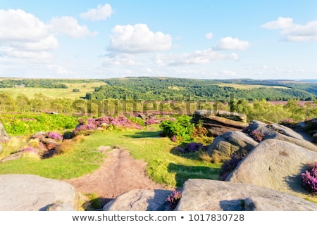 Stock photo: Cross Amongst Bracken