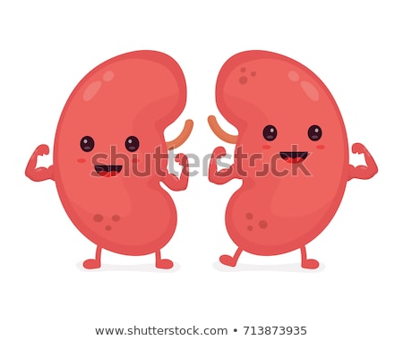 Stock photo: Human Kidneys Cartoon