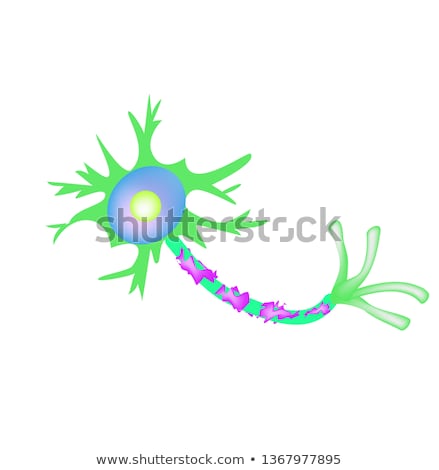 Сток-фото: Neuron And Myelin Sheath