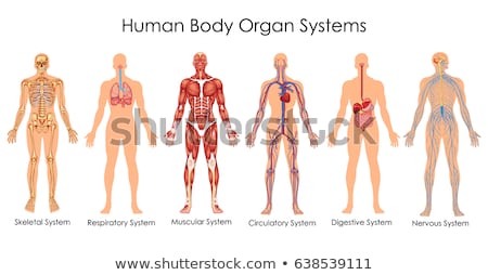 Stockfoto: A Human Anatomy And Organ