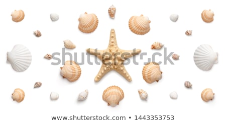 Foto stock: Seashell Set On White Background