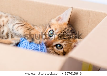 Сток-фото: Children Play With Cat In The Box