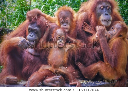 Foto stock: Group Of Monkey In Forest