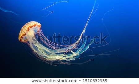 Stock fotó: Jellyfish Under Deep Ocean