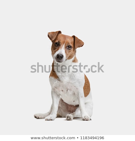 ストックフォト: Portrait Of An Adorable Jack Russell Terrier