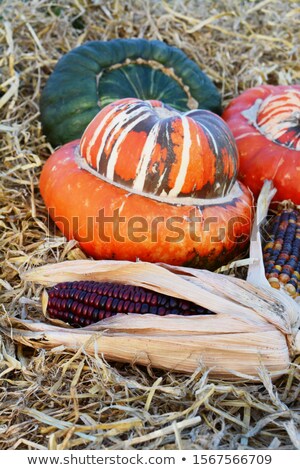 Zdjęcia stock: Red Ornamental Maize Cob In Front Of Turks Turban Gourds