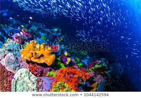 Stock photo: Underwater Life Landscape Fish Shoal At Coral Reef Ocean Underwater