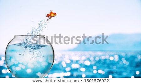 Foto stock: Goldfish