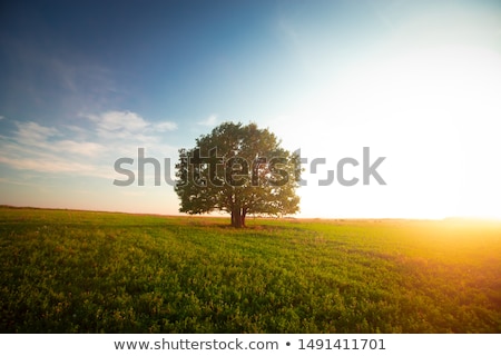 Foto stock: Lonely Tree