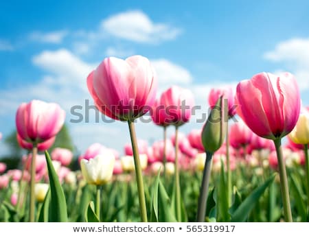 Stock fotó: Dutch Pink Tulips