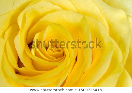 Stok fotoğraf: Yellow Rose Macro