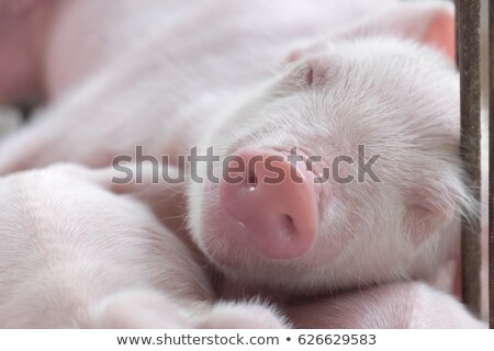 [[stock_photo]]: Suckling Piglets
