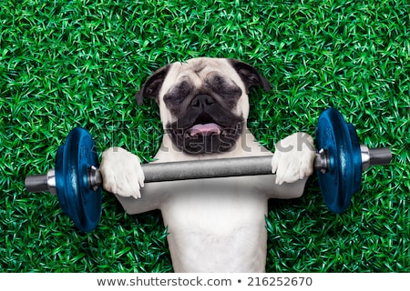 Foto stock: Funny Fitness Dog