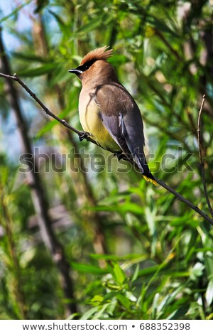 Foto stock: Cedar Waxwing On A Tree