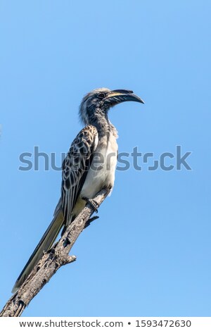 Stock fotó: Male African Grey Hornbill Tockus Nasutus