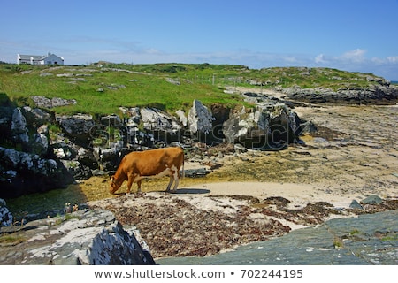 Stock fotó: Stream On Cow Bay Beach