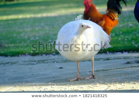 Stock photo: Peacock Fan