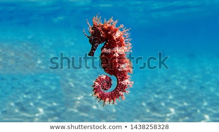 [[stock_photo]]: Sea Horse