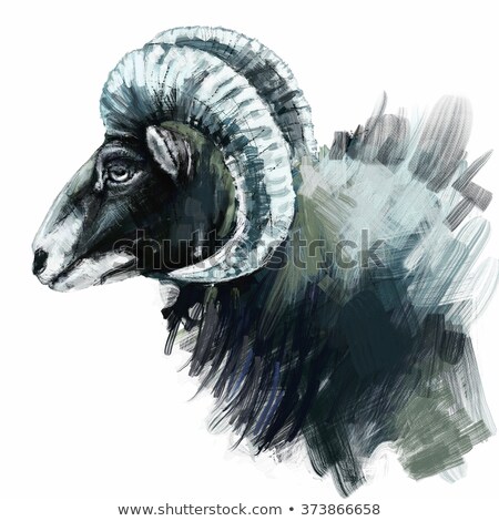 Stockfoto: Mouflon Portrait Digital Drawing