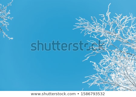 ストックフォト: Frosty Winter Trees