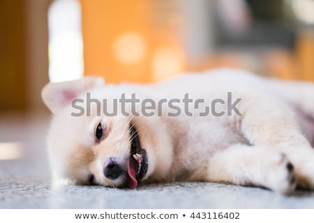 Stock photo: Hungover Dog