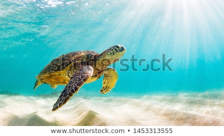 Foto d'archivio: Green Sea Turtle In Ocean