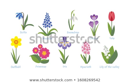 Stockfoto: Tulip And Daffodil Flowers Set Pink Hyacinth