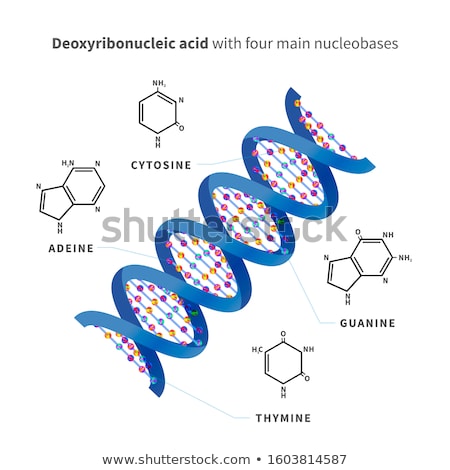 Zdjęcia stock: Bright Detailed Deoxyribonucleic Acid With Four Main Nucleobases Infographic On White