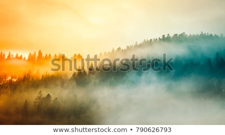 Foto d'archivio: Green Fog In A Forest In Autumn