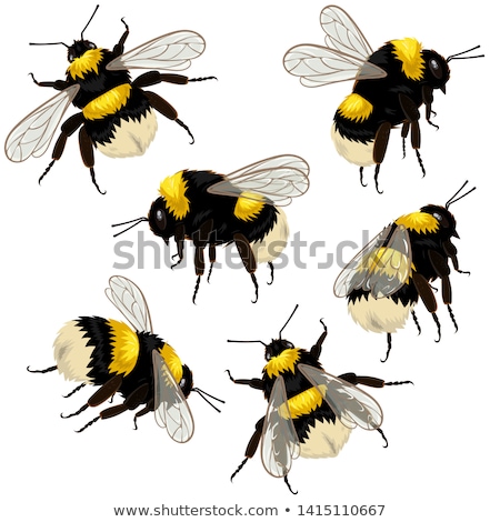 Stock foto: Bumblebee
