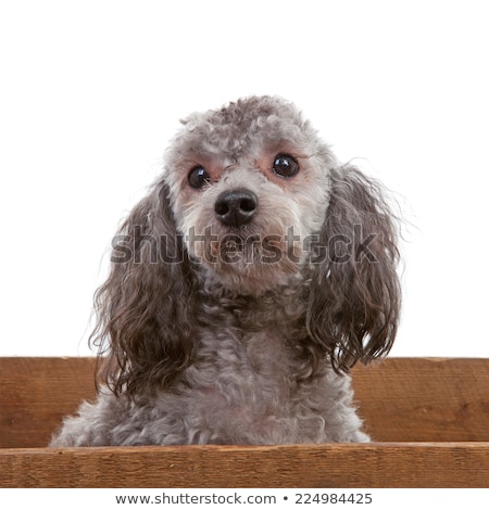 Stok fotoğraf: Grey Poodle Dog In Wooden Crate
