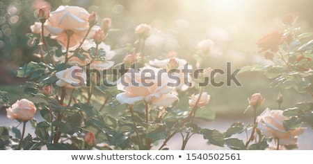 Foto stock: Beautiful Rose In A Garden