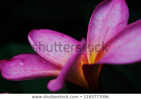 [[stock_photo]]: Plumeria Flowers Closeup