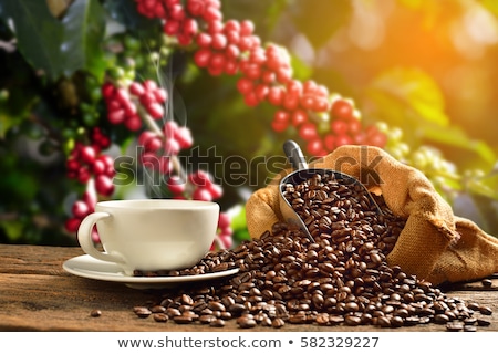 Foto stock: Fresh Coffee Bean On Tree