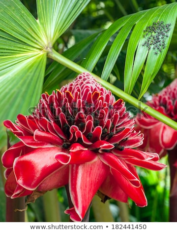 Сток-фото: Plant From Jungle Torch Ginger Phaeomeria Magnifica Amazonia