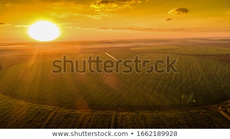 Stock photo: Ripe Soybean Pods Close Up