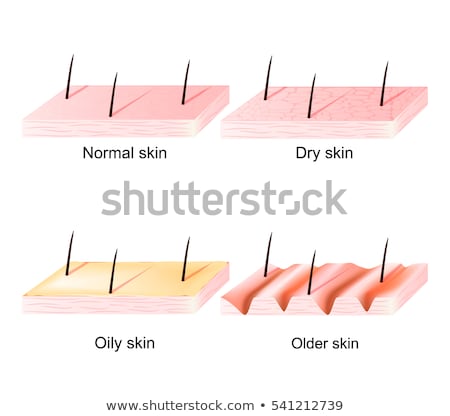 Stock foto: Normal Dry Oily Younger And Older Skin Sectional View