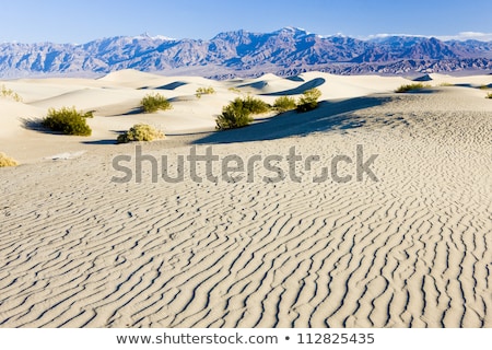 ストックフォト: Bushes In The Desert Of The Death Valley