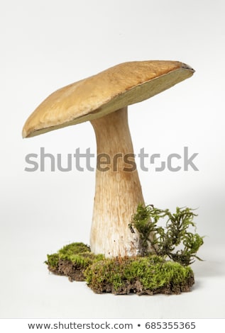 Foto stock: Many Orange Cap Boletus