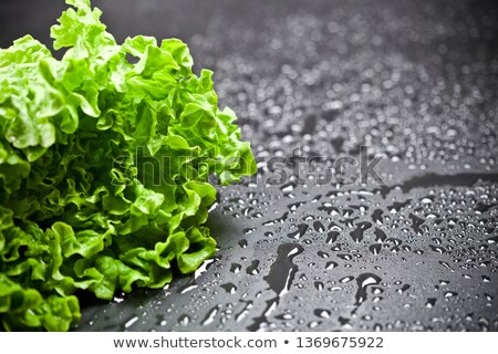 Foto stock: Green Organic Lettuce Salad With Water Drops On Black Background