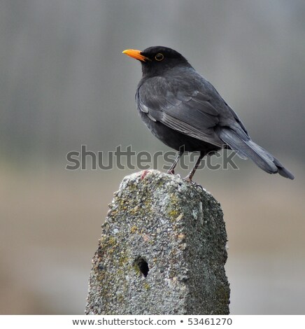 Foto stock: Male Of Common Blackbird In Garden