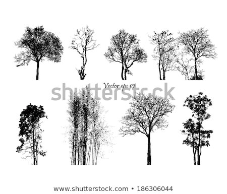 Stock foto: Barren Tree Silhouette