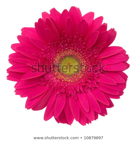 Foto stock: Barbeton Daisy Gerbera Flower