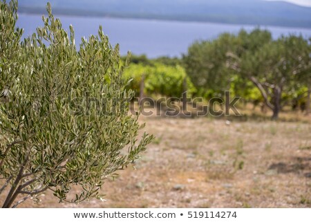 Stok fotoğraf: Olive Groves By The Sea In Dalmatia