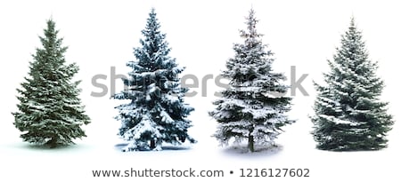 Stock fotó: Trees In The Snow