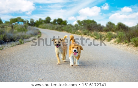 Foto stock: Abandoned And Lost Dog