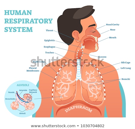 Stockfoto: Human Respiratory System