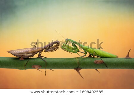 [[stock_photo]]: Green Praying Mantis On A Rose