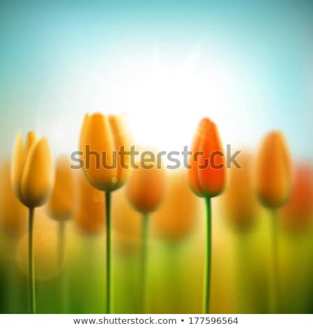 Stockfoto: March 8 And Yellow Tulips Eps 10